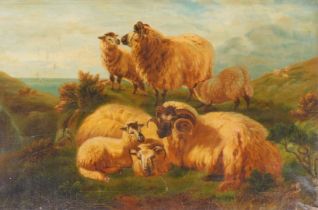 P Richardson (British, early 20thC). Sheep on cliff top landscape, oil on canvas, signed, dated 1907