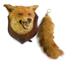 A taxidermied fox head and brush, mounted on oak shield plaque, with stainless steel mounts, the pla