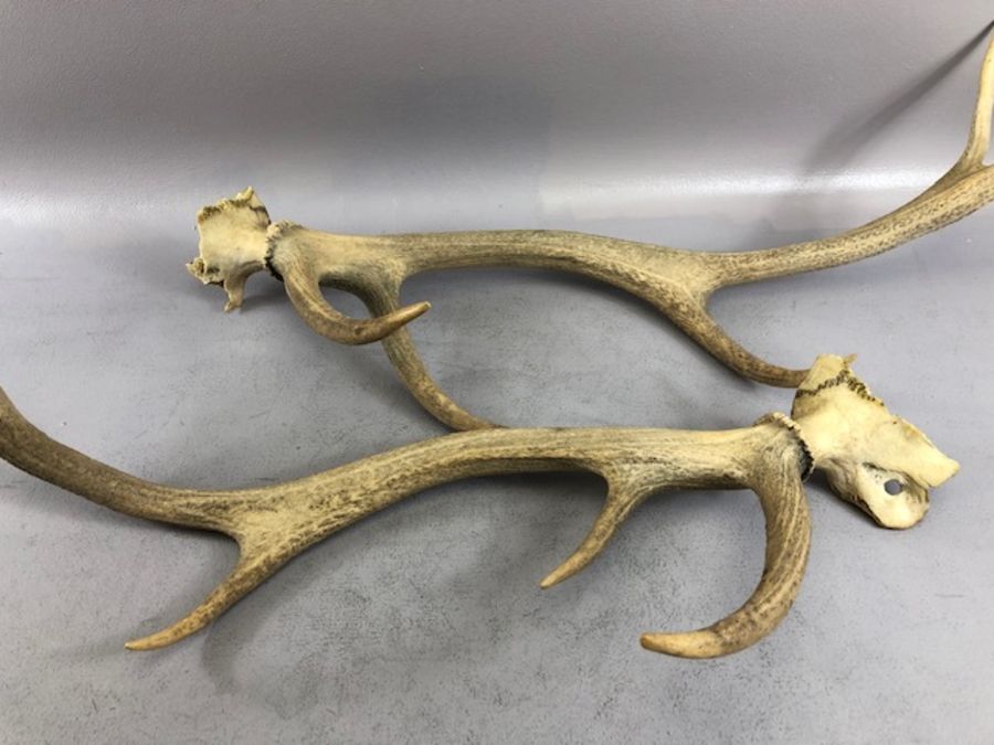 Pair of antlers, approx 66cm in length - Image 8 of 8