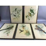 Collection of five Bird prints/ Lithographs by J. Gould & W. Hart, H.C Richter del et Lith printed