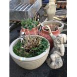 Collection of five plastic garden pots their contents and a plastic garden statue