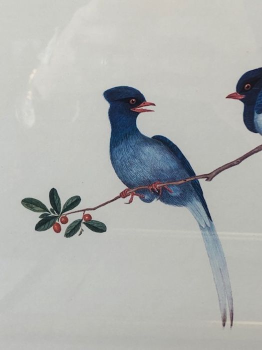 Pair of Chinese framed prints of birds, each approx 36cm x 31cm (inside mount) - Image 5 of 18