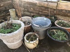 Collection of mostly ceramic garden pots and aluminium pots
