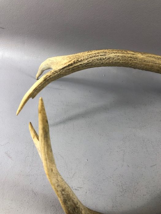 Pair of antlers, approx 66cm in length - Image 5 of 8