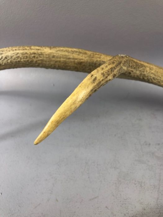 Pair of antlers, approx 66cm in length - Image 7 of 8