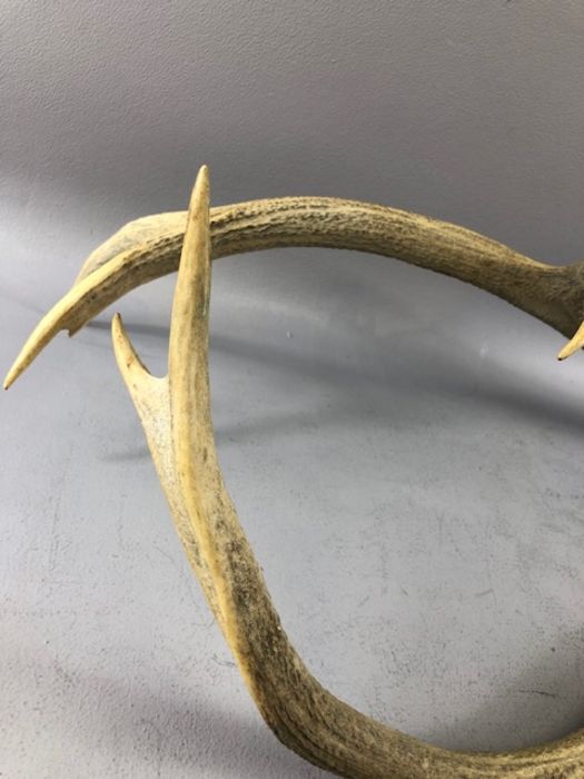 Pair of antlers, approx 66cm in length - Image 4 of 8