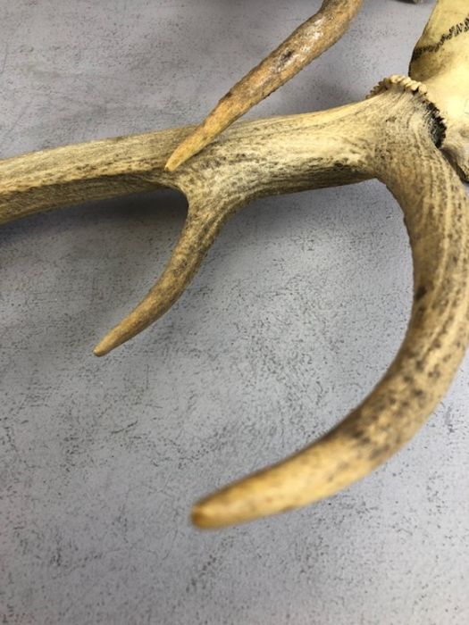 Pair of antlers, approx 66cm in length - Image 3 of 8