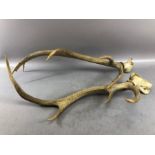 Pair of antlers, approx 66cm in length