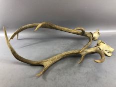 Pair of antlers, approx 66cm in length
