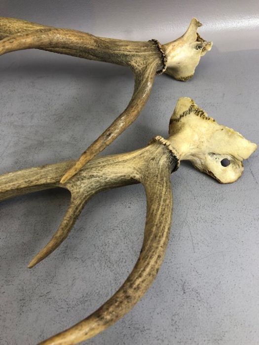 Pair of antlers, approx 66cm in length - Image 2 of 8