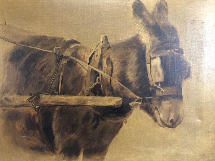 Oil on canvas of a donkey, approx 50cm x 40cm, unsigned, a couple of small areas of damage to - Image 2 of 9