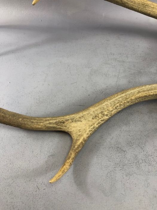 Pair of antlers, approx 66cm in length - Image 6 of 8