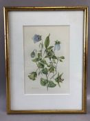 Collection of three botanical watercolour studies: PATRICIA DALE 'Codonopsis Clematidea', approx