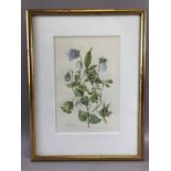 Collection of three botanical watercolour studies: PATRICIA DALE 'Codonopsis Clematidea', approx