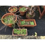 Collection of six terracotta garden pots