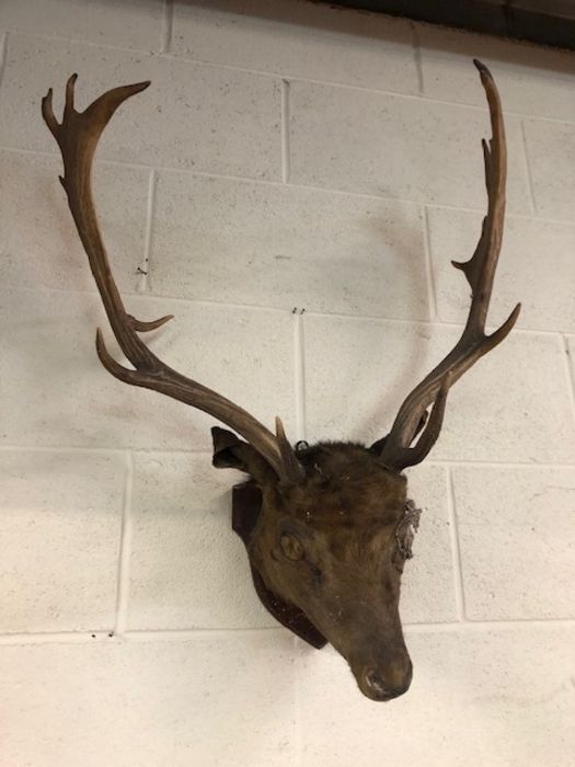 Taxidermy interest, A Fallow deer head with antlers mounted on a wooden shield A.F