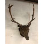 Taxidermy interest, A Fallow deer head with antlers mounted on a wooden shield A.F