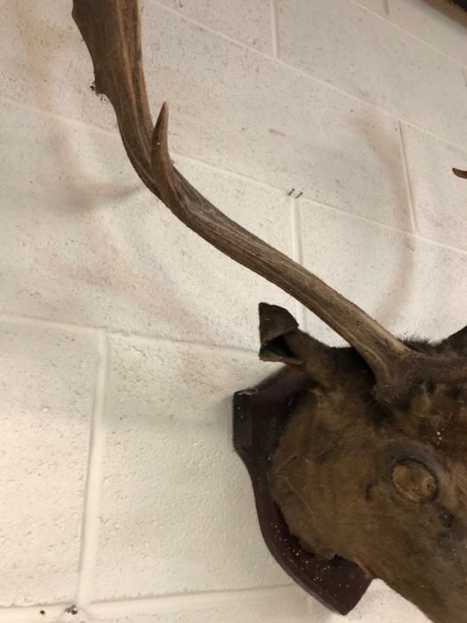 Taxidermy interest, A Fallow deer head with antlers mounted on a wooden shield A.F - Image 3 of 9