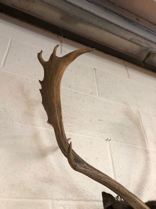 Taxidermy interest, A Fallow deer head with antlers mounted on a wooden shield A.F - Image 4 of 9
