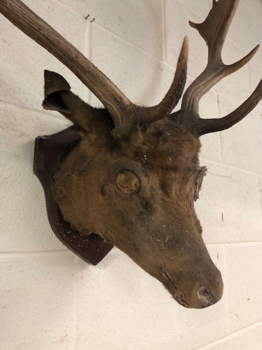 Taxidermy interest, A Fallow deer head with antlers mounted on a wooden shield A.F - Image 2 of 9
