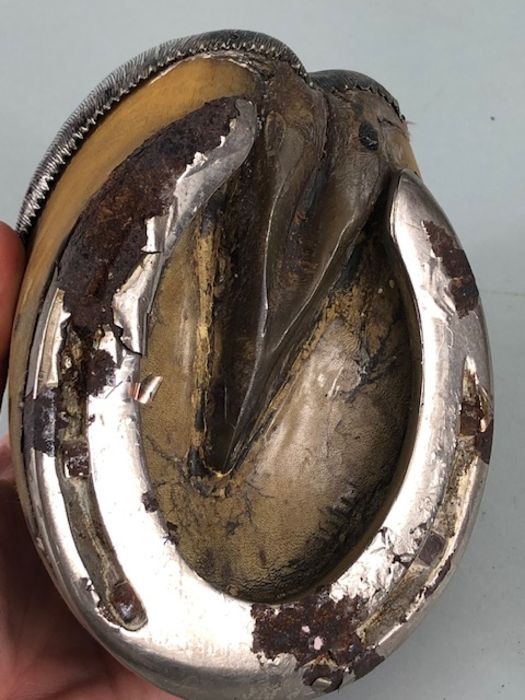 Silver ink well horses hoof, Ink well made from a horses hoof with English silver mounts - Image 21 of 21