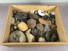Fossil Collection, a Quantity of Fossils to include Ammonites, Micraster, Spirifer ,Brachiopods,