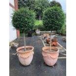 Pair of large and impressive terracotta pots / garden planters containing buxus / box type topiary