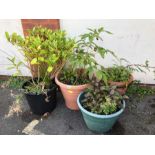 Garden plants: A Collection of outdoor potted garden plants