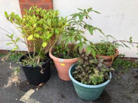 Garden plants: A Collection of outdoor potted garden plants