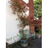 Garden plants: A large red garden Acer approx 7ft tall