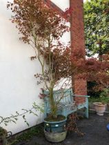Garden plants: A large red garden Acer approx 7ft tall