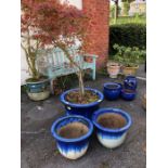 Garden plants: A red garden Acer approx 5ft tall in Blue Glazed pot with two matching smaller pots