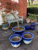 Garden plants: A red garden Acer approx 5ft tall in Blue Glazed pot with two matching smaller pots