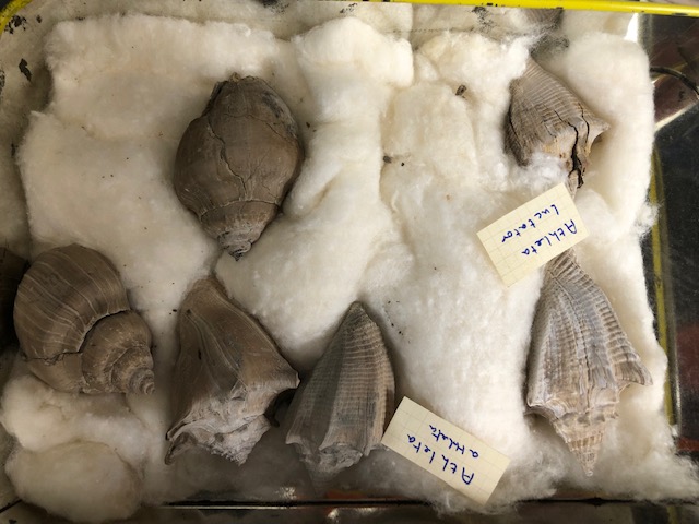 Fossil interest, a quantity of sea related fossils to include a variety of fossil shells in - Image 12 of 14