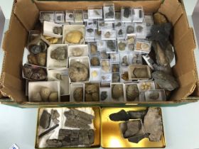 Fossil interest, quantity of sea related fossil specimens being shells, Plant, urchin, Ammonite etc,