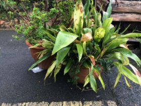 Two terracotta pots with plants included