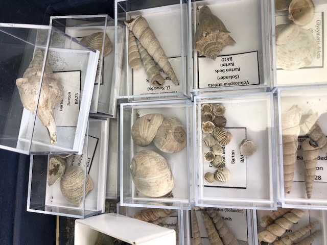 Fossil interest, a quantity of sea related fossils to include a variety of fossil shells in - Image 6 of 14
