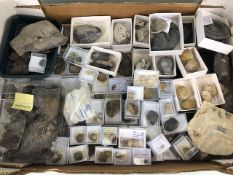 Fossil interest, collection of fossils the being mostly Ammonite, and belemnites, many local