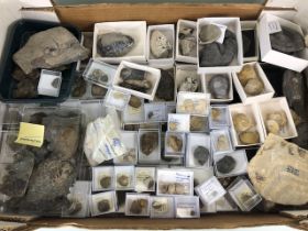 Fossil interest, collection of fossils the being mostly Ammonite, and belemnites, many local