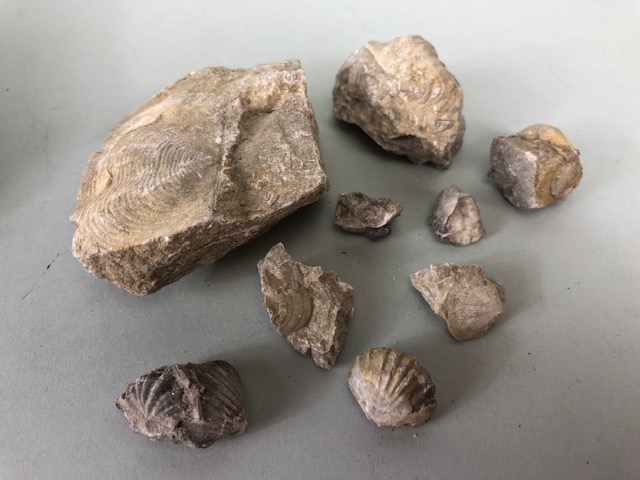 Fossil Geology Interest, a collection of Ammonites and trilobite specimens from the local area, - Image 4 of 12