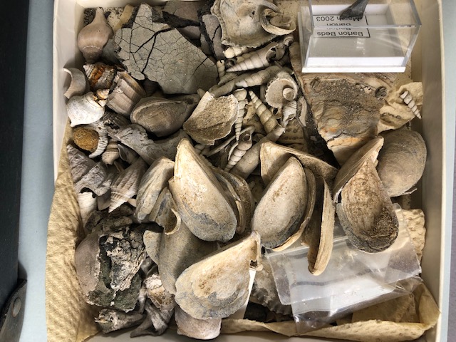 Fossil interest, a quantity of sea related fossils to include a variety of fossil shells in - Image 10 of 14
