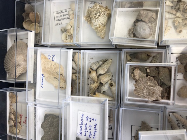 Fossil interest, a quantity of sea related fossils to include a variety of fossil shells in - Image 4 of 14