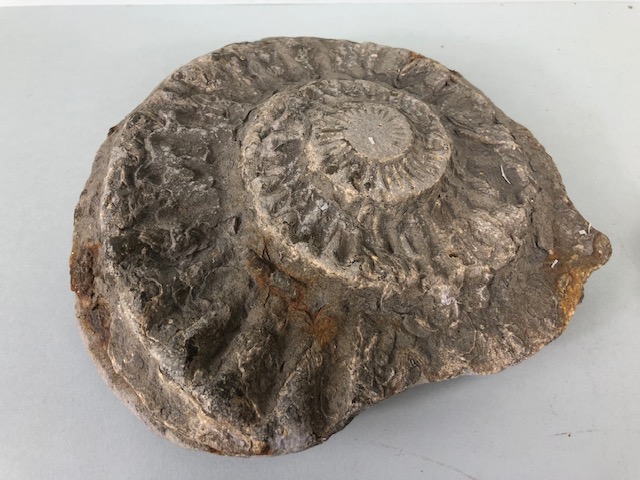 Fossil Geology Interest, a collection of Ammonites and trilobite specimens from the local area, - Image 5 of 12