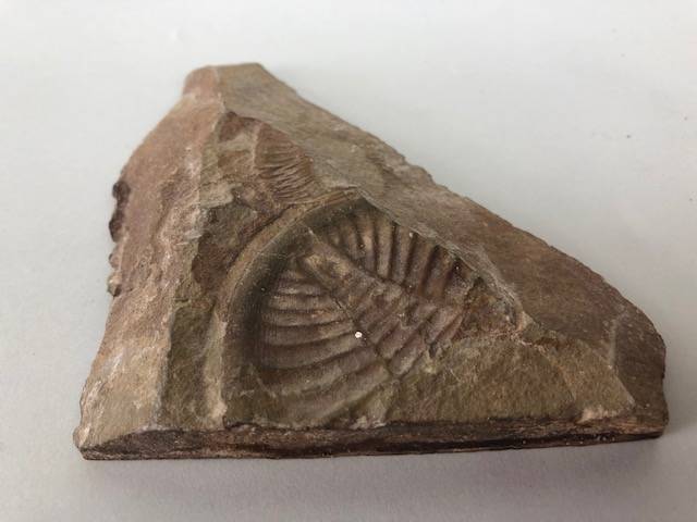 Fossil Geology Interest, a collection of Ammonites and trilobite specimens from the local area, - Image 9 of 12