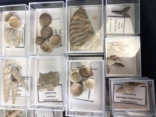 Fossil interest, a quantity of sea related fossils to include a variety of fossil shells in - Image 8 of 14
