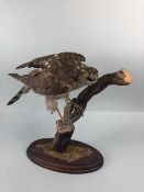 Taxidermy , old specimen of a Sparrow hawk perched on a branch, re mounted on a modern base