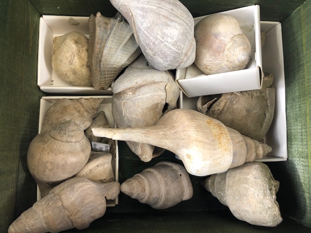 Fossil interest, a quantity of sea related fossils to include a variety of fossil shells in - Image 11 of 14
