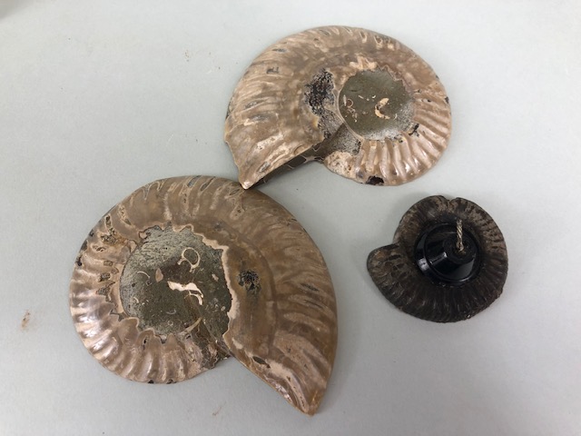 Fossil Geology Interest, a collection of Ammonites and trilobite specimens from the local area, - Image 7 of 12