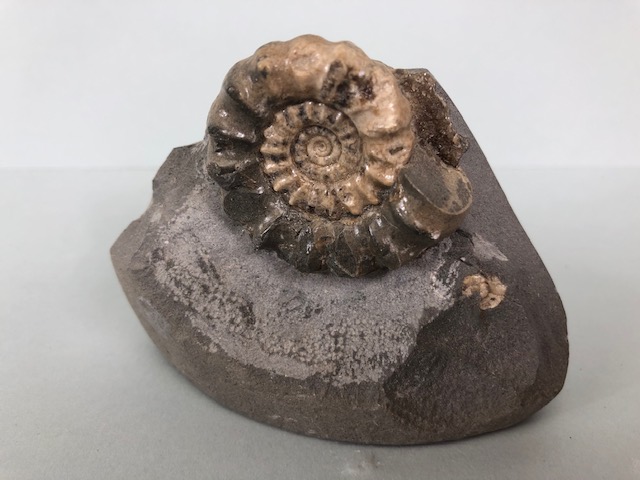 Fossil Geology Interest, a collection of Ammonites and trilobite specimens from the local area, - Image 8 of 12