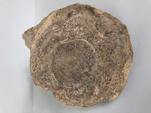 Fossil Geology Interest, a collection of Ammonites and trilobite specimens from the local area, - Image 2 of 12